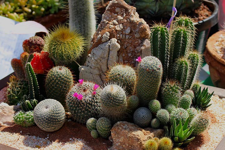 small desert scapes blueprint